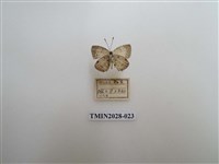 藏品(黑星灰蝶)的圖片